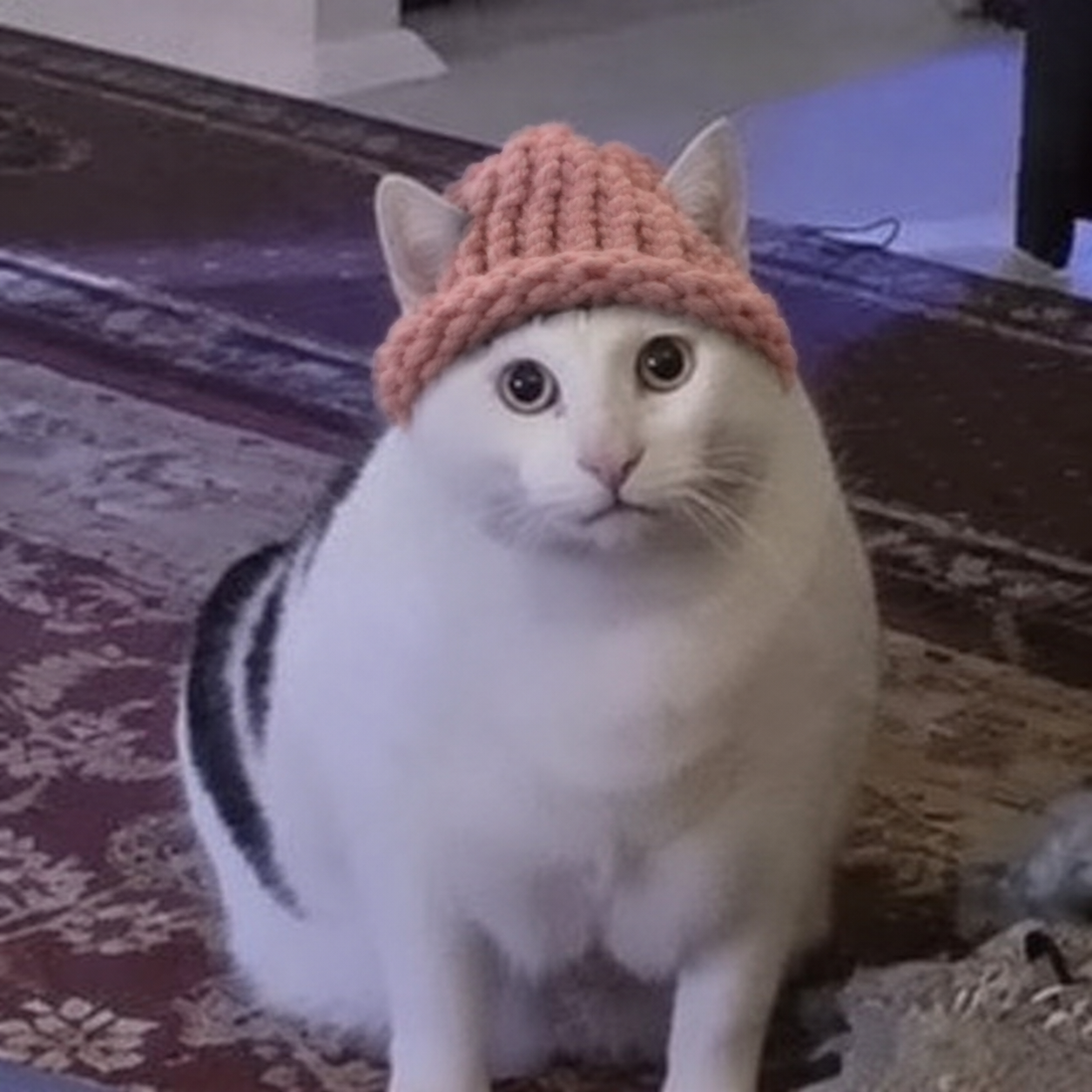 A round white cat wearing a pink knitted hat